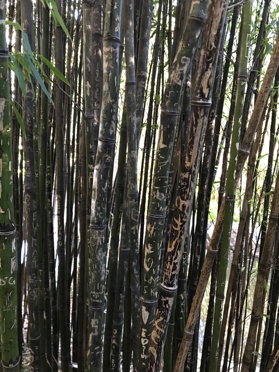 bamboo in Chinese Friendship garden.jpg