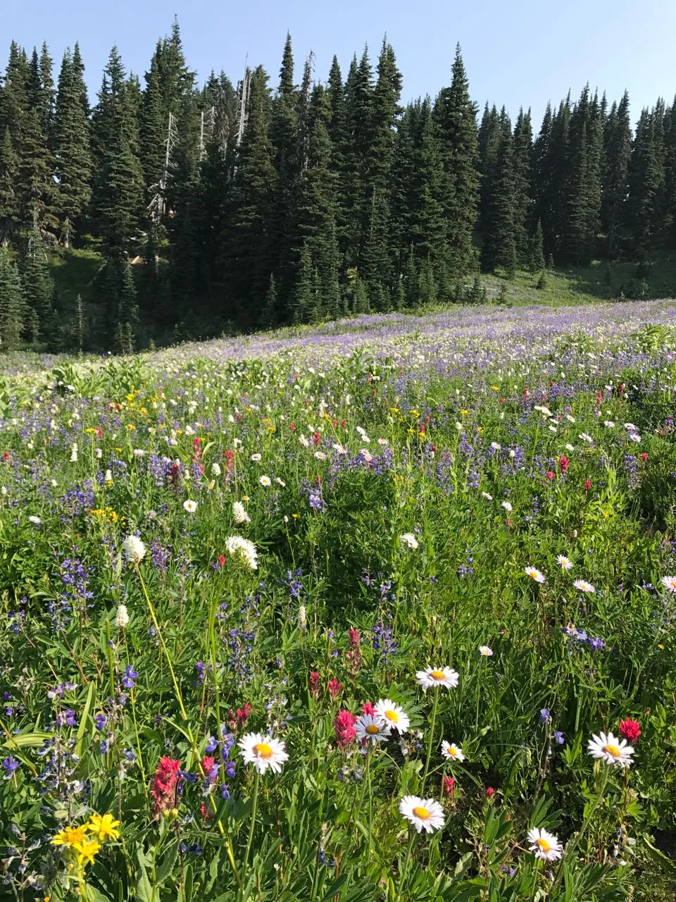 Mt. Rainier flower field