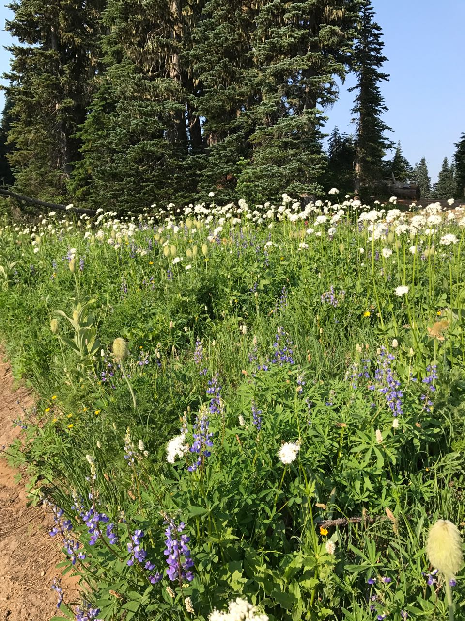 wilflowers at Ranier.jpg