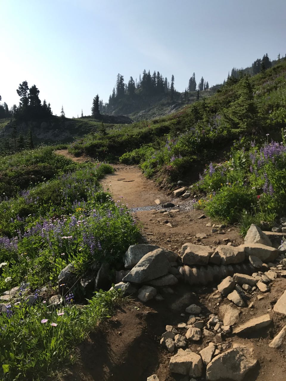 Ranier Trail.jpg