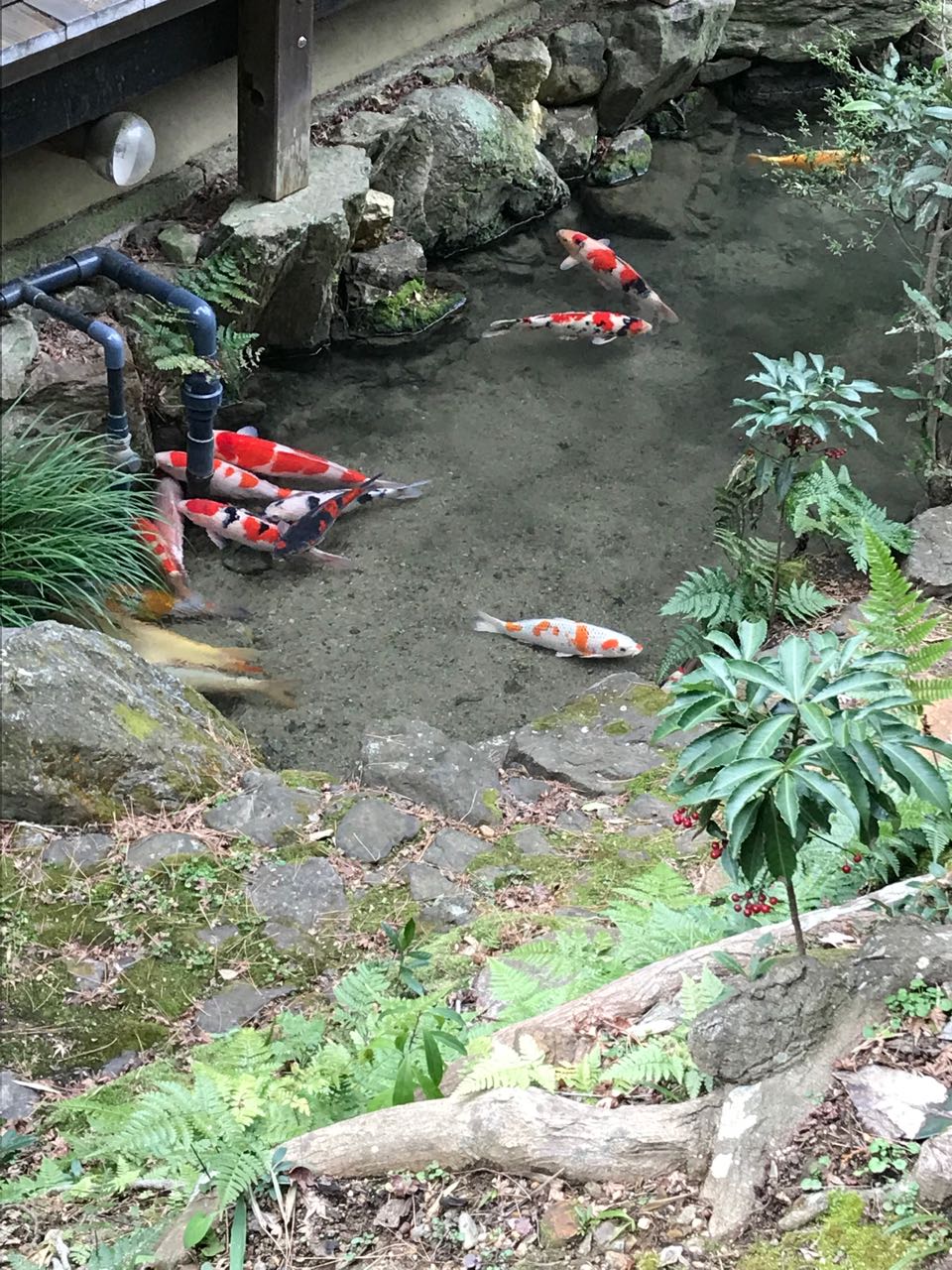 koi.jpg