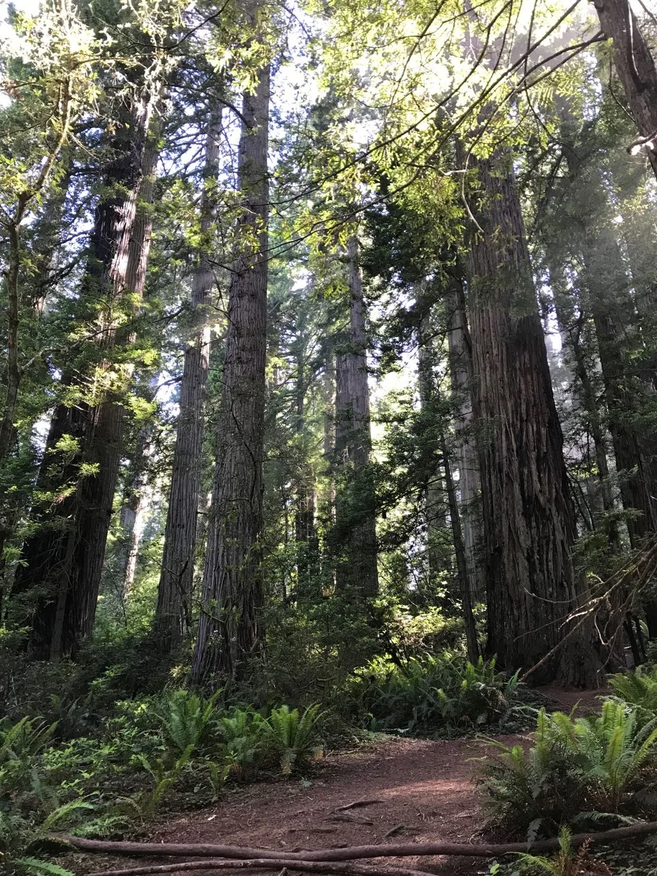 Redwoods