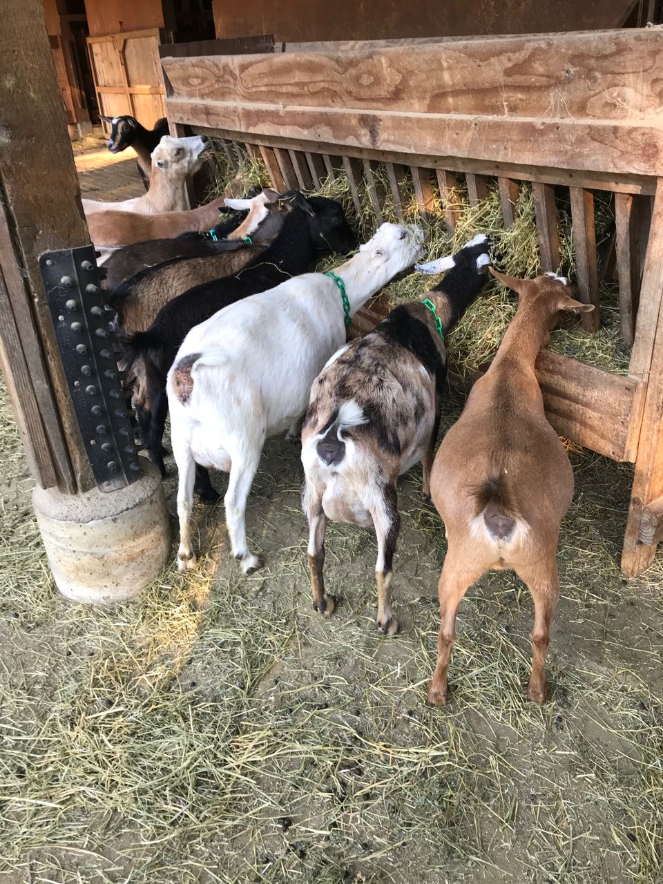goats feeding.jpg