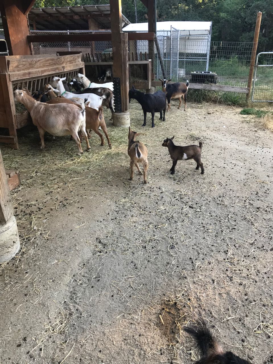 baby goats.jpg