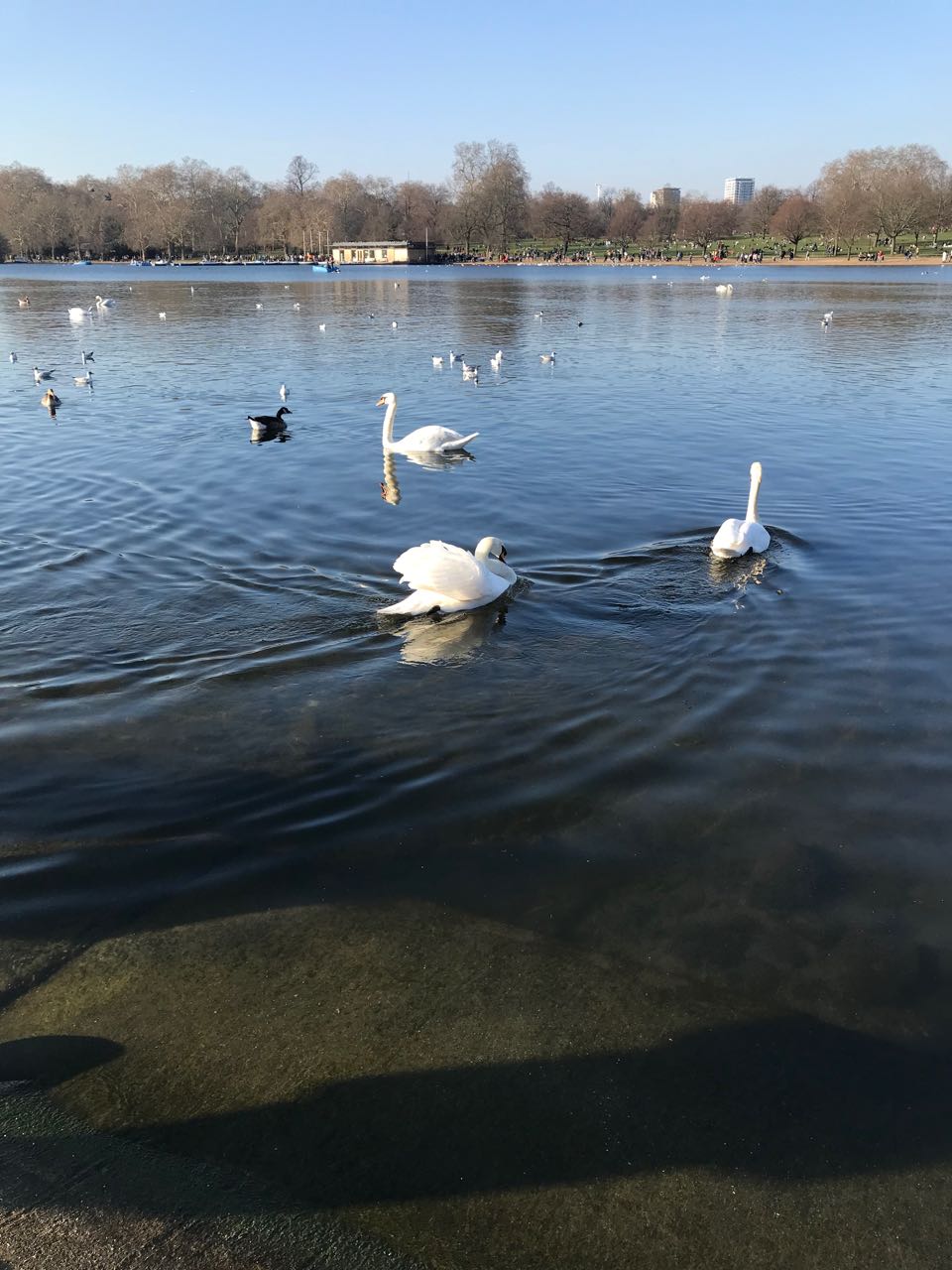 Ducks in Hyde Park.jpg