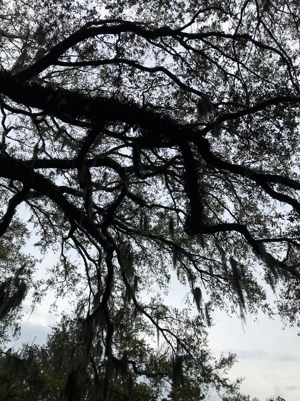 Oak Tree Forsyth Park Savannah.jpg