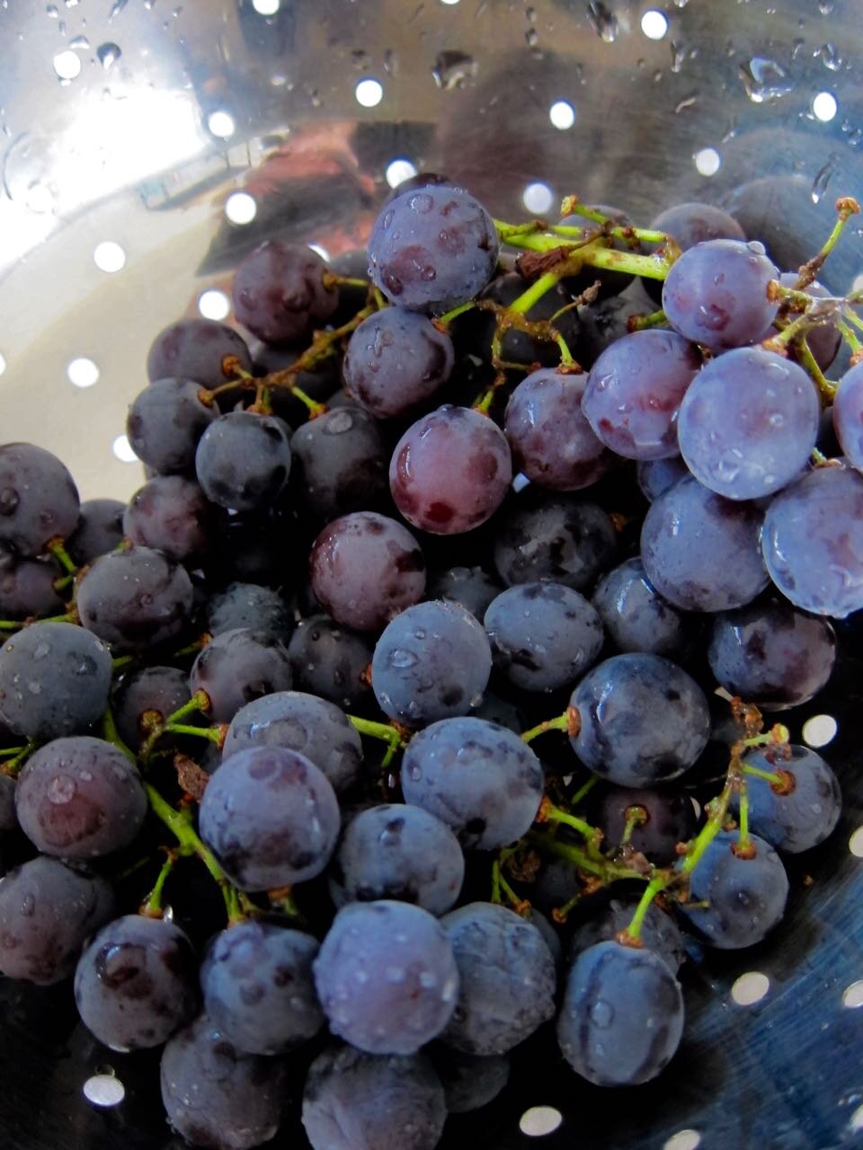 Concord Grapes.jpg