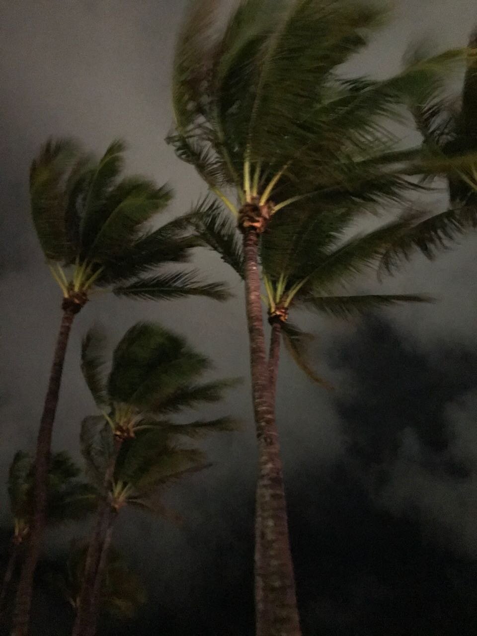 Miami Palm Trees in Wind.jpg