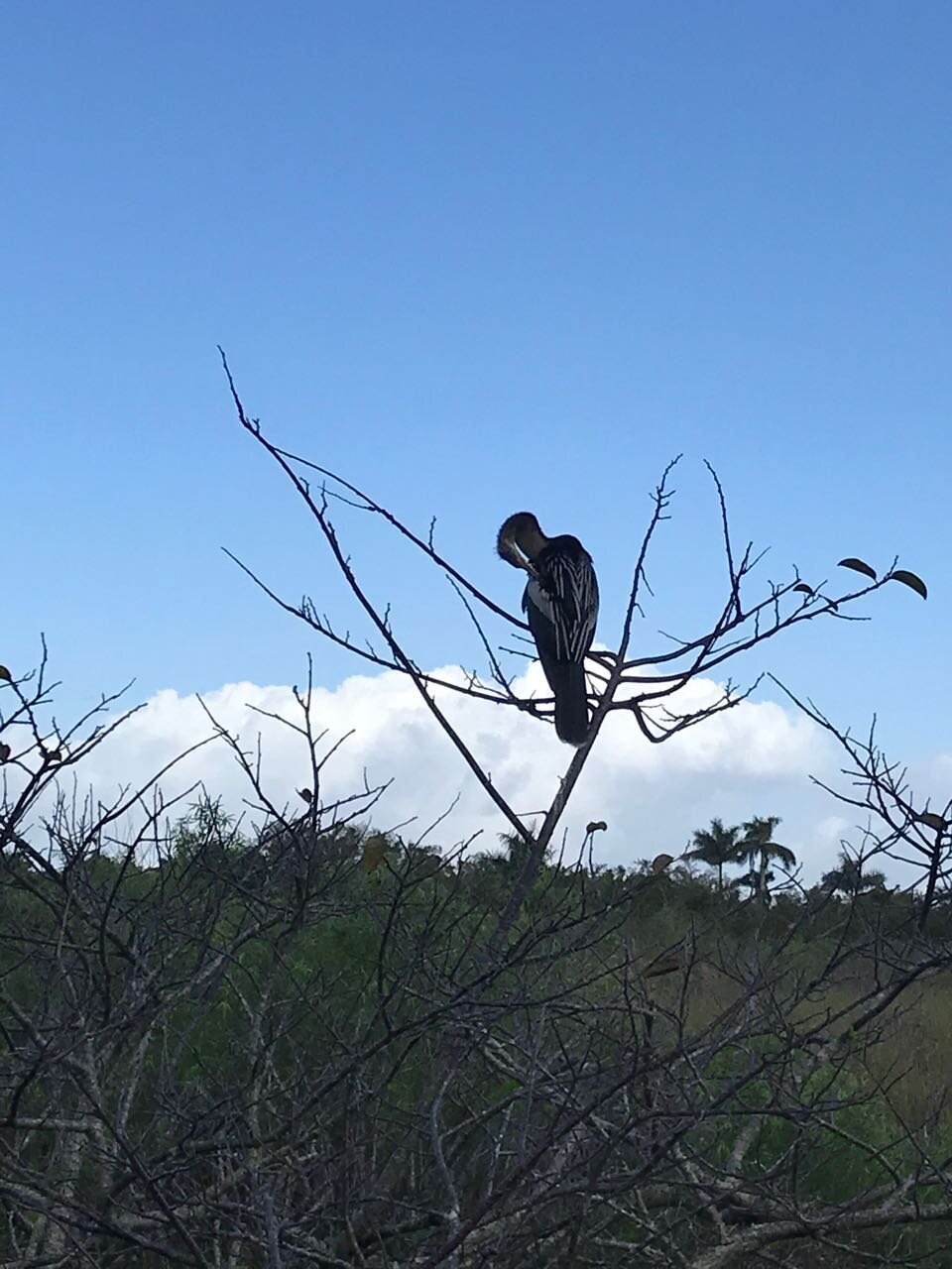 Everglades bird.jpg