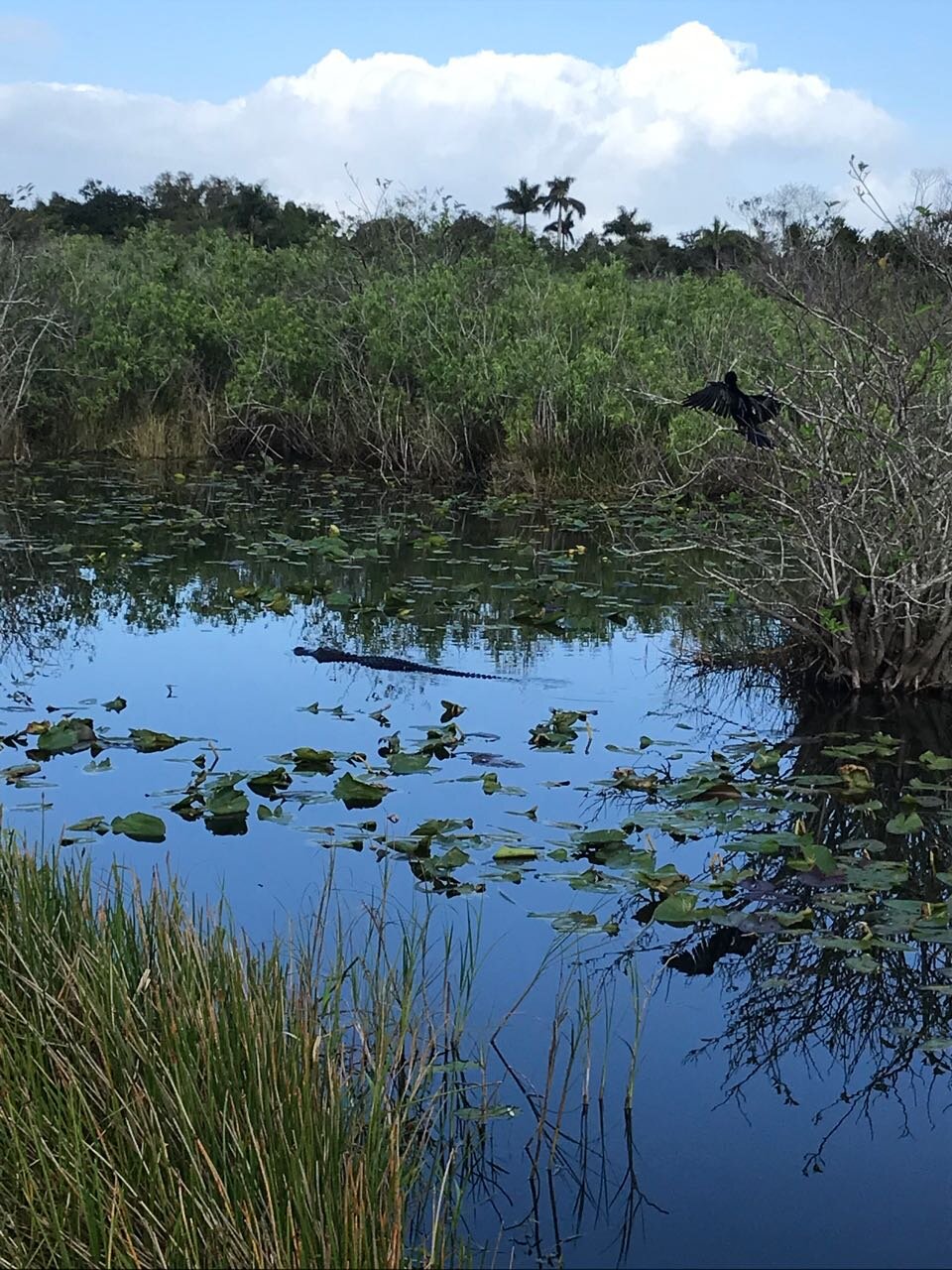 Everglades gator in water.jpg