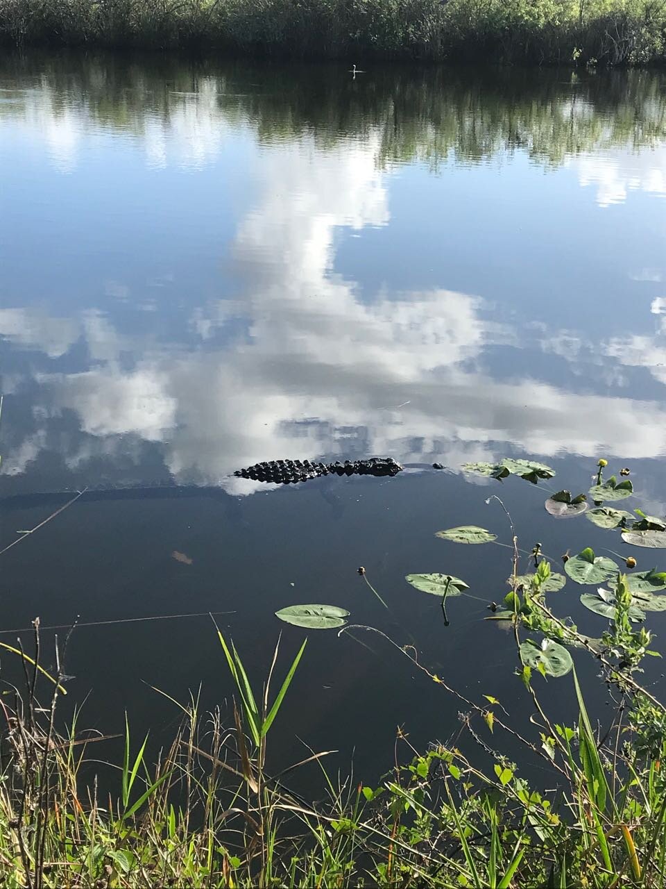 Everglades Gator.jpg