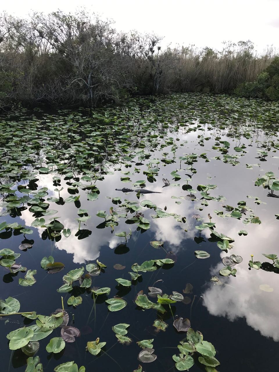Everglades pond.jpg