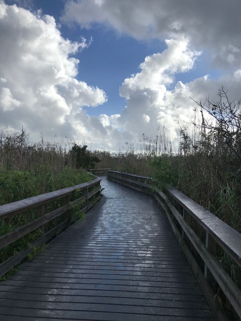 Everglades trail walk.jpg