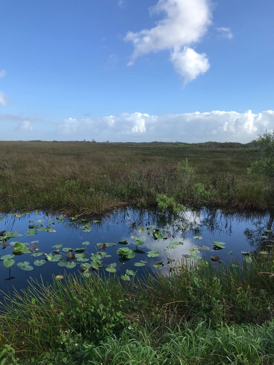 Everglades trail.jpg