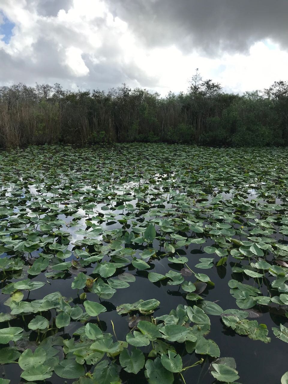 Everglades.jpg
