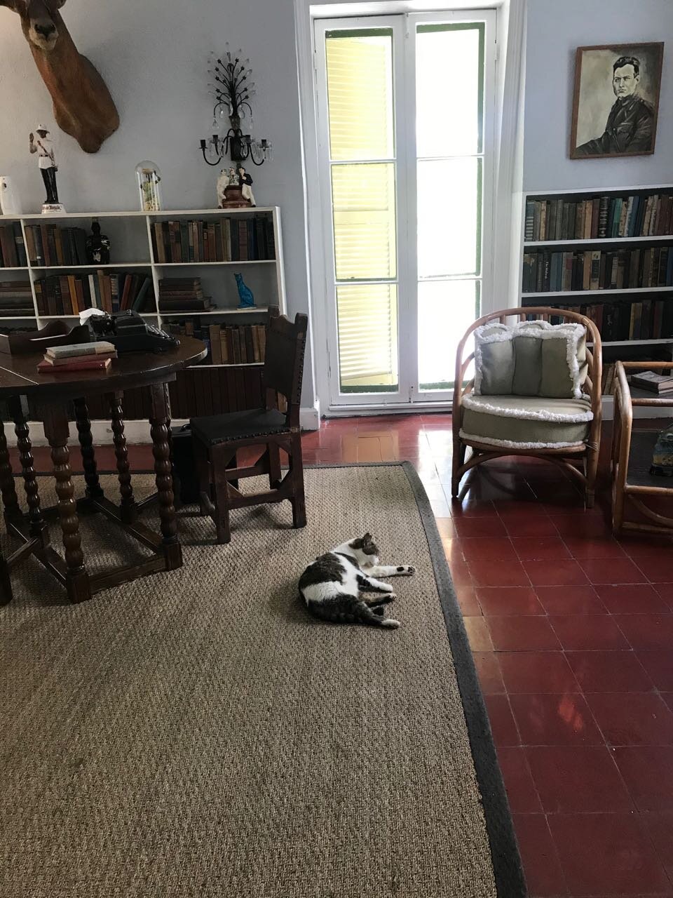 Key West Hemingway Cat.jpg