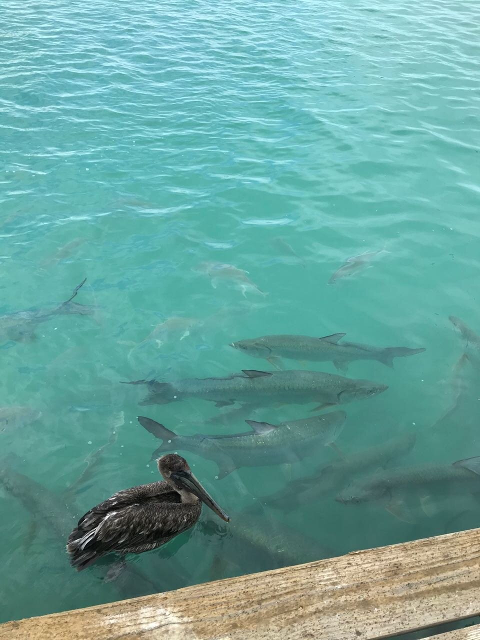 Robbies Pelican & Tarpon.jpg