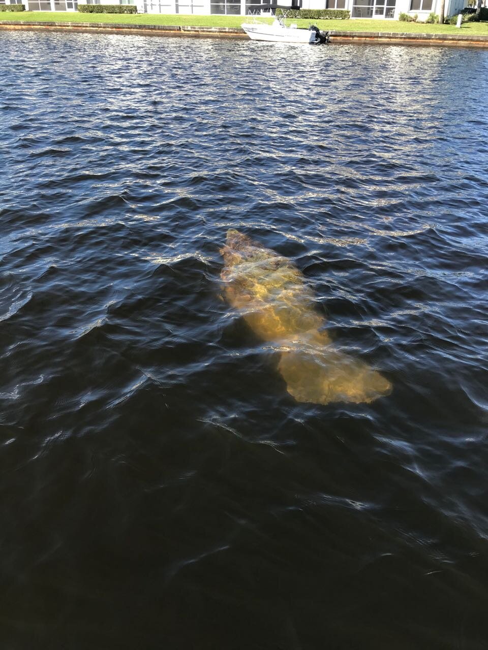 Naples manatee 2.jpg