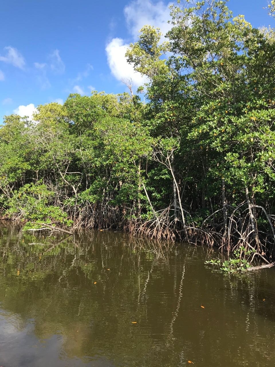 Naples mangroves.jpg