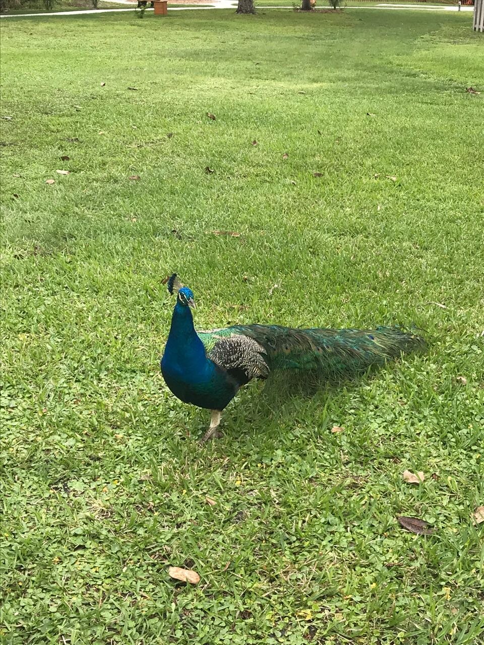 Weeki Wachee Peacock.jpg