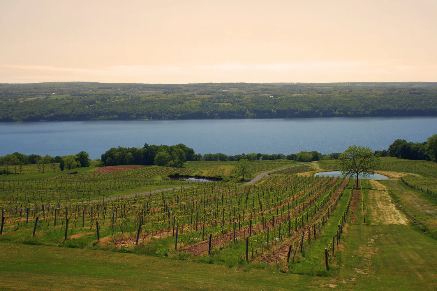 Scenic-Vineyard--Seneca-Lake-Wine-Trail.jpg