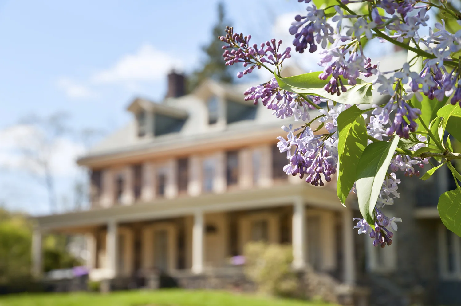 spring lilacs.jpg