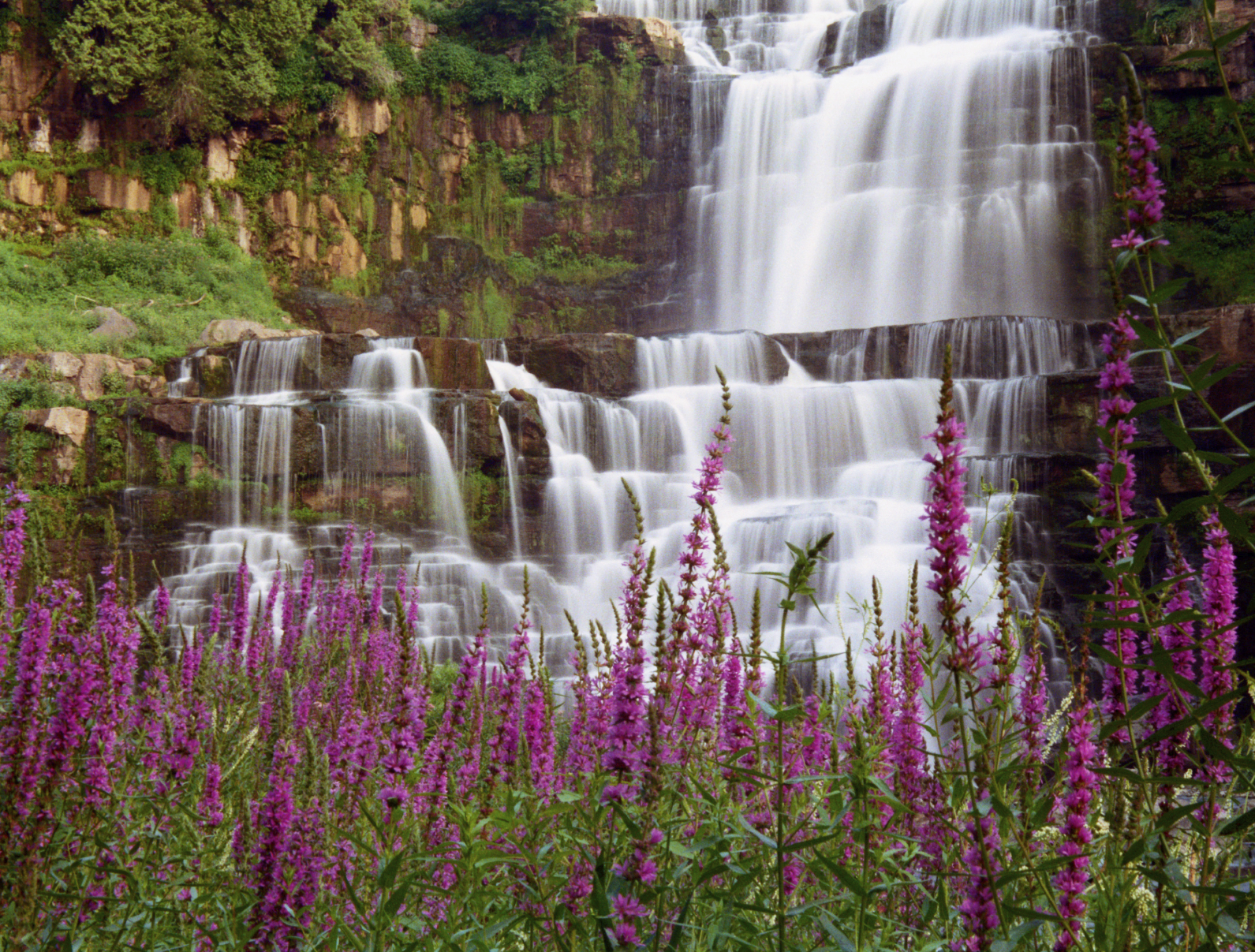 Chittenango-Falls-and-Purple-Strife-000009879126_Medium.jpg
