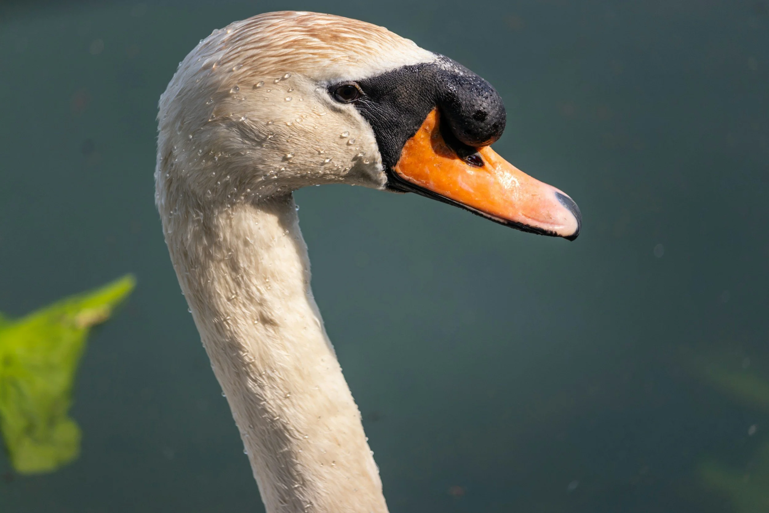 Iconic swan in Manlius, NY reflecting the charm of the Central New York community.