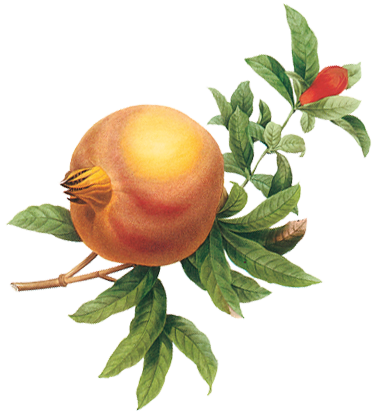 pomegranate.png
