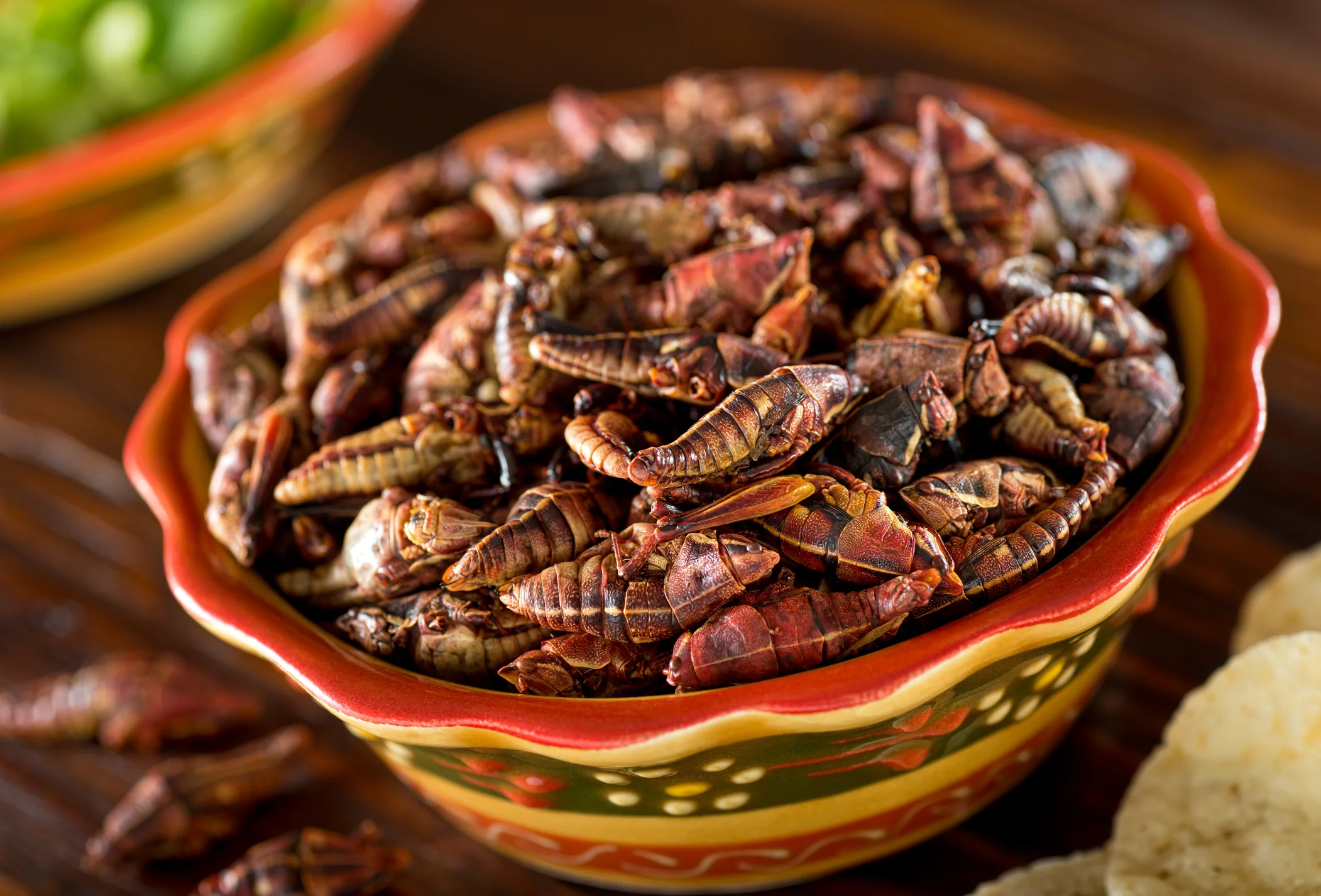 Edible Mexican Insects