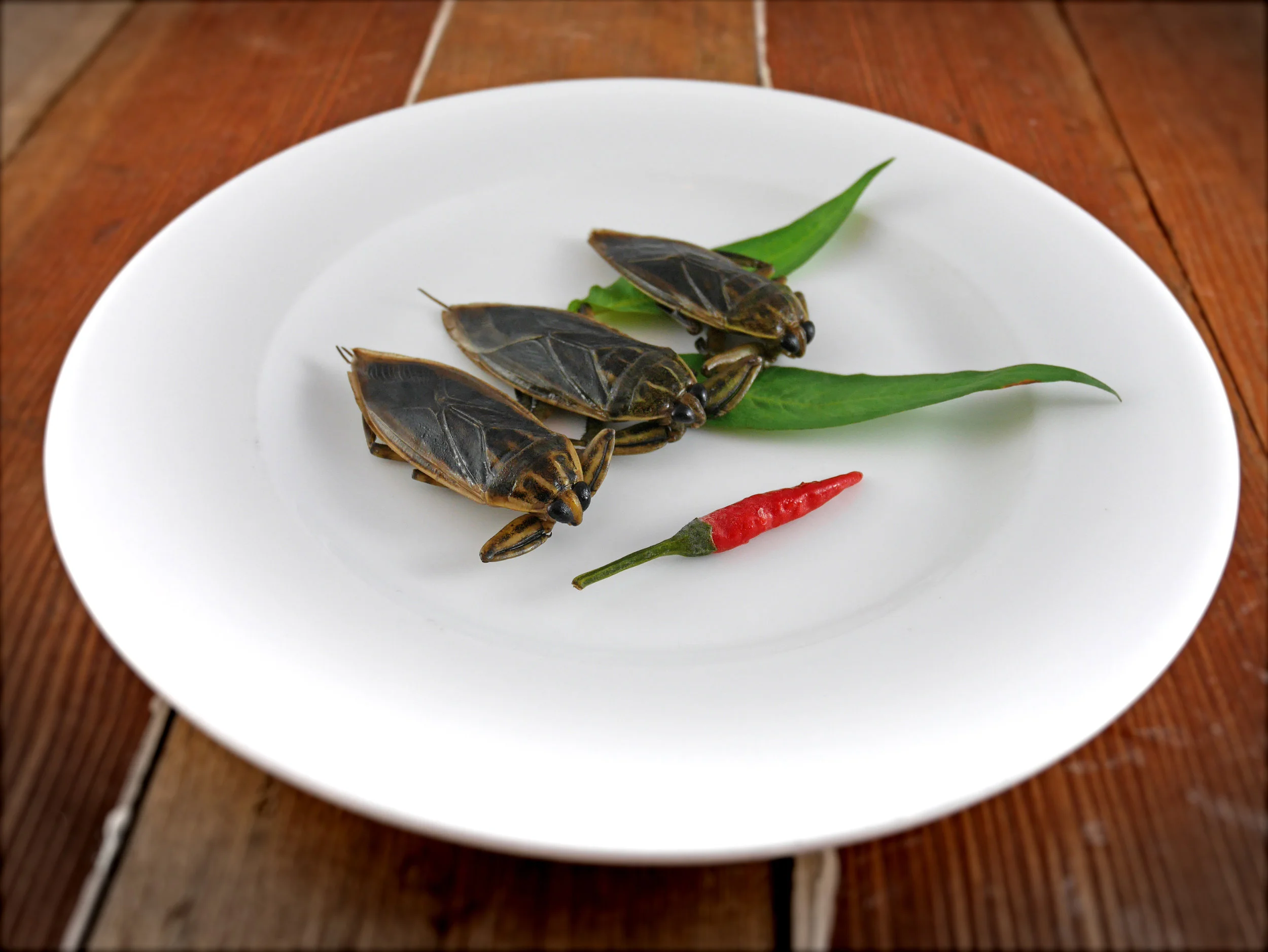 Giant Water Bug Bites