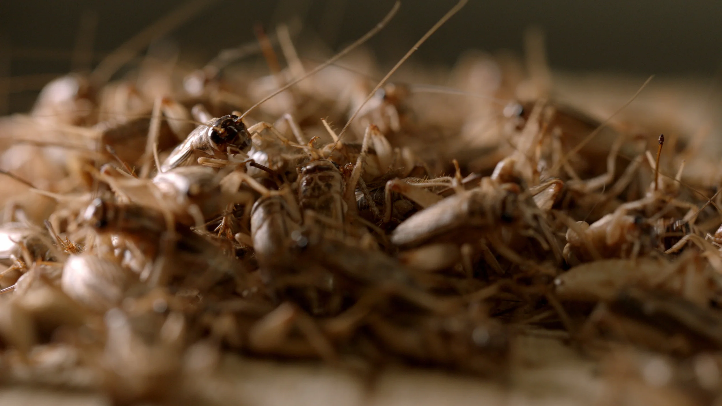 Microranching on the Range