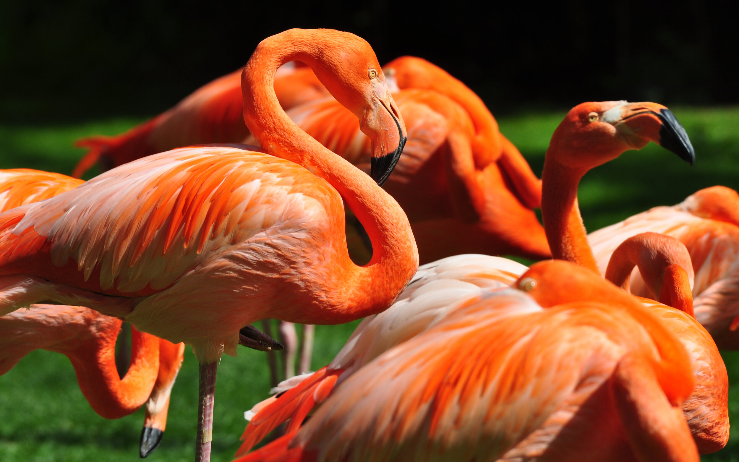 Marc Rebillet Flamingo Synchronicity Orange Peel Moses [ 1563 x 2500 Pixel ]