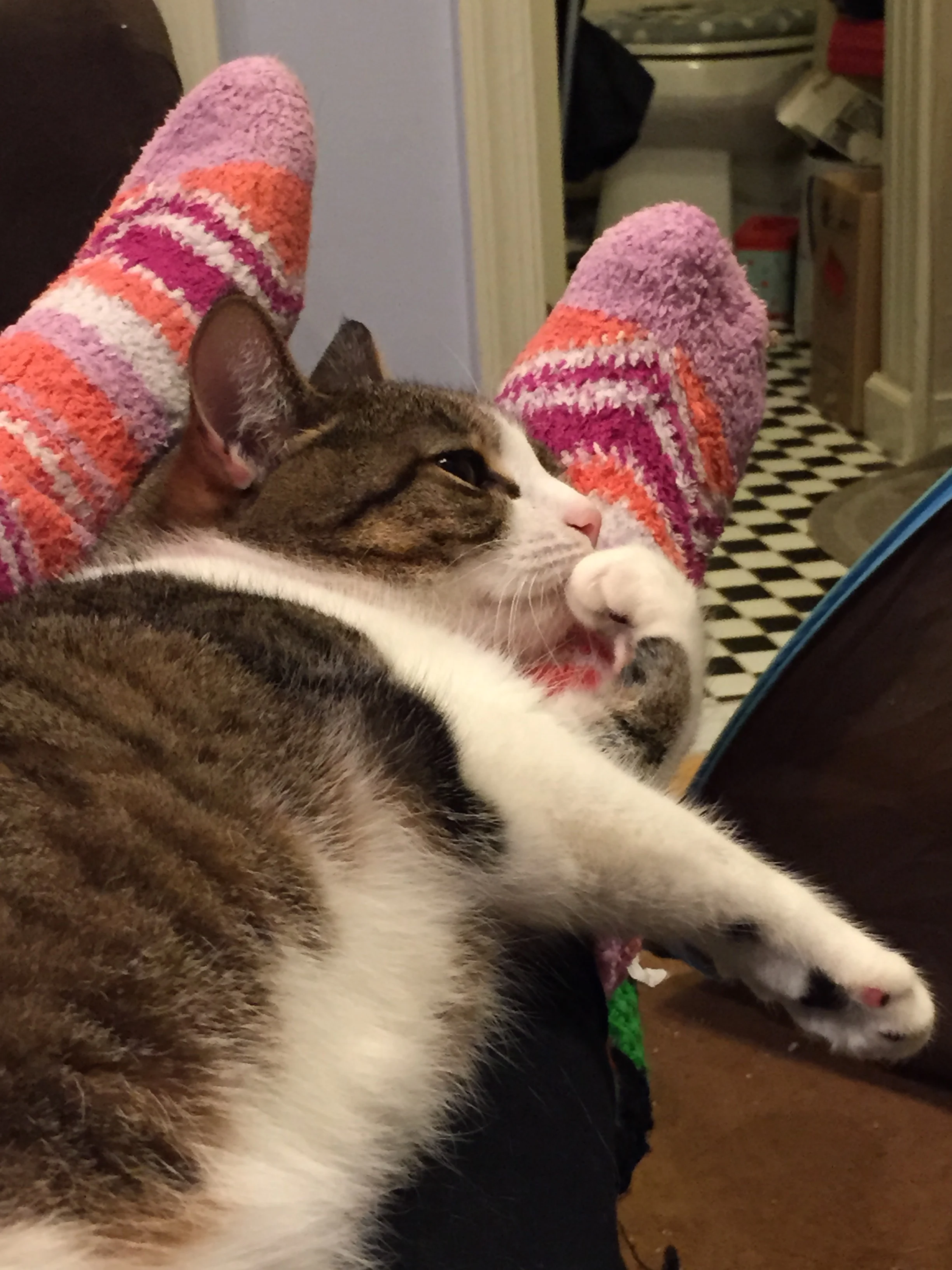 babycat4.JPG