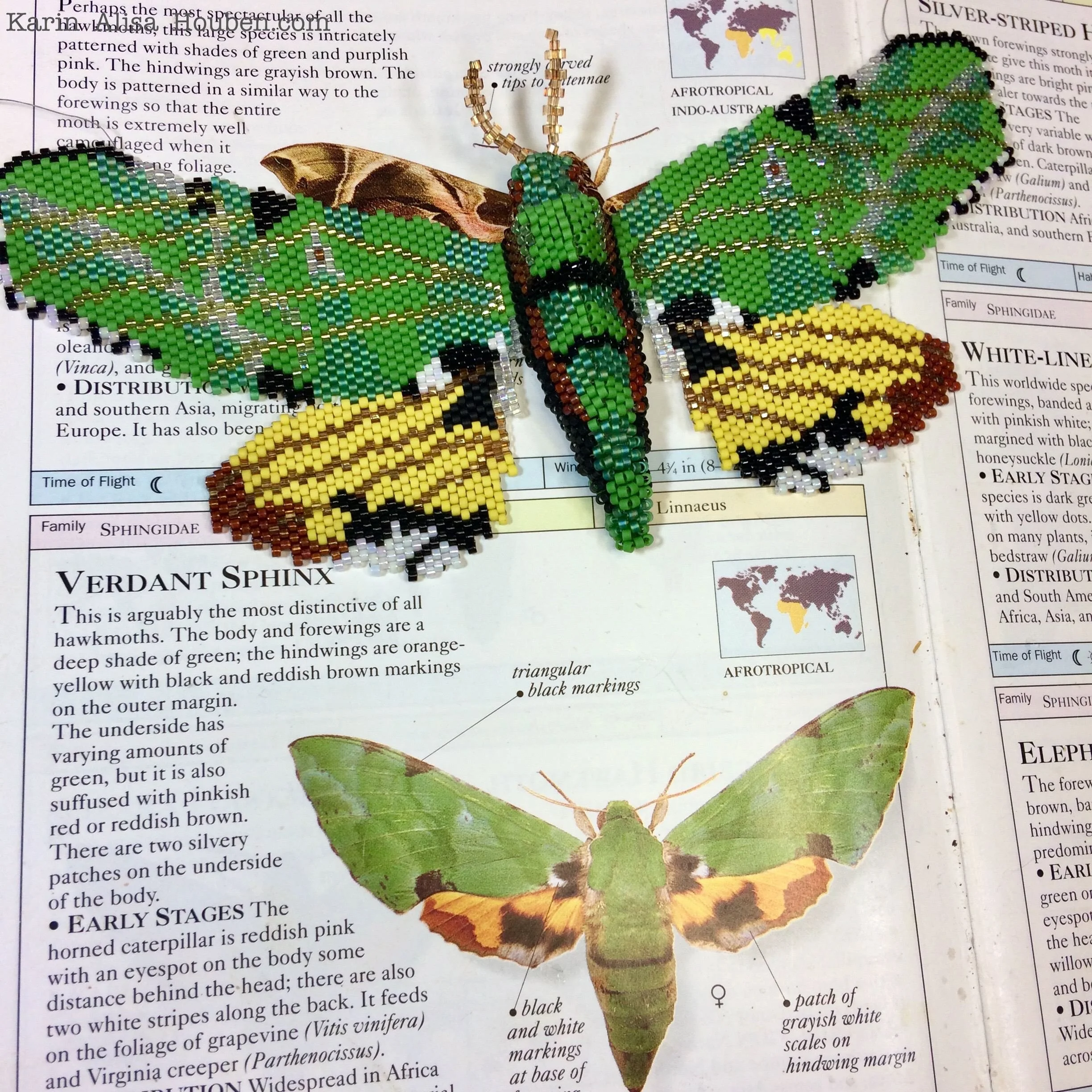 karin-alisa-houben-verdant-sphinx-moth-26.jpg