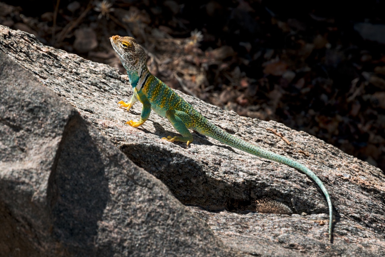 Collarded Lizard.jpeg