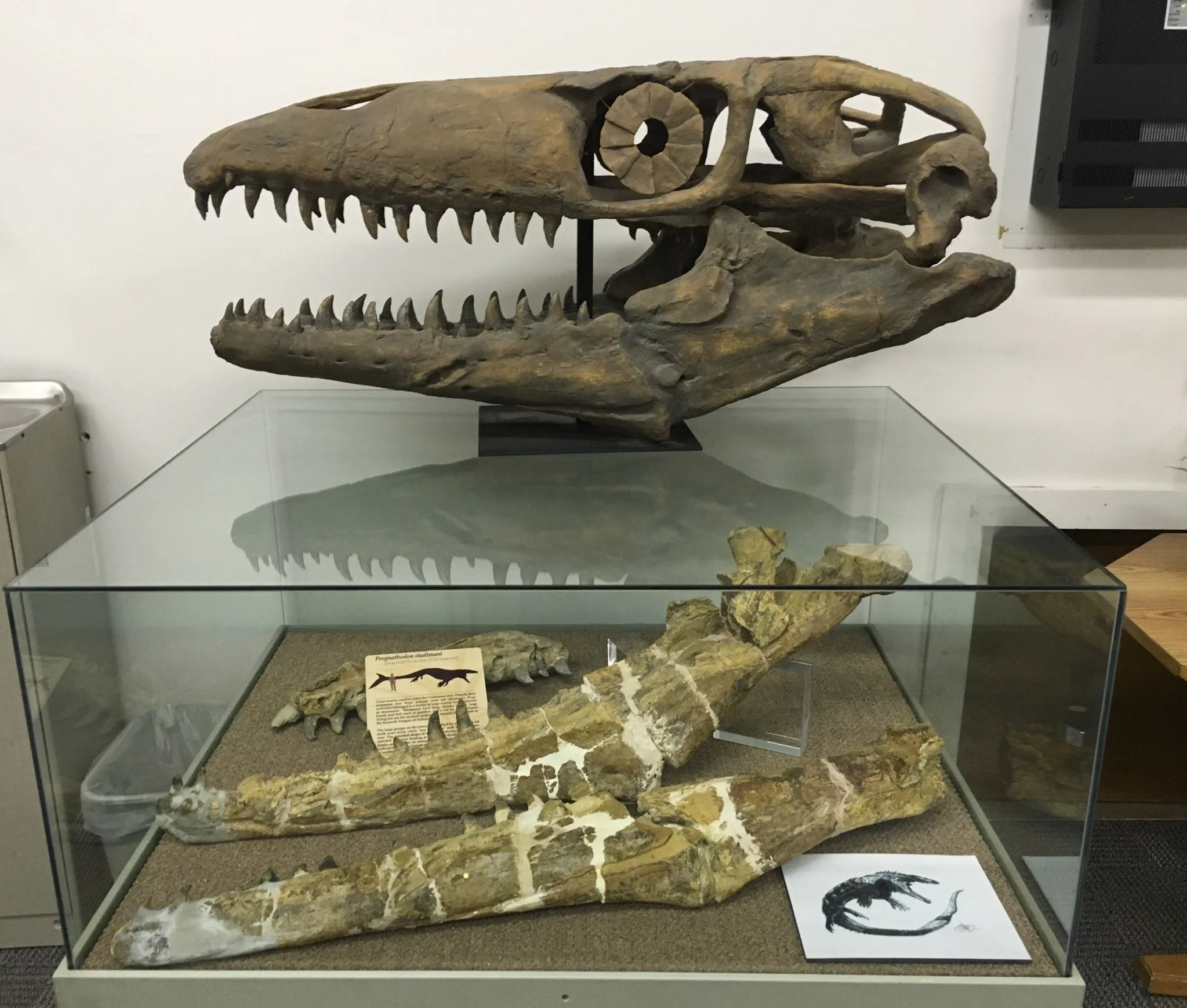   Prognathodon stadtmani,  discovered and excavated from near Cedaredge in 1975. 