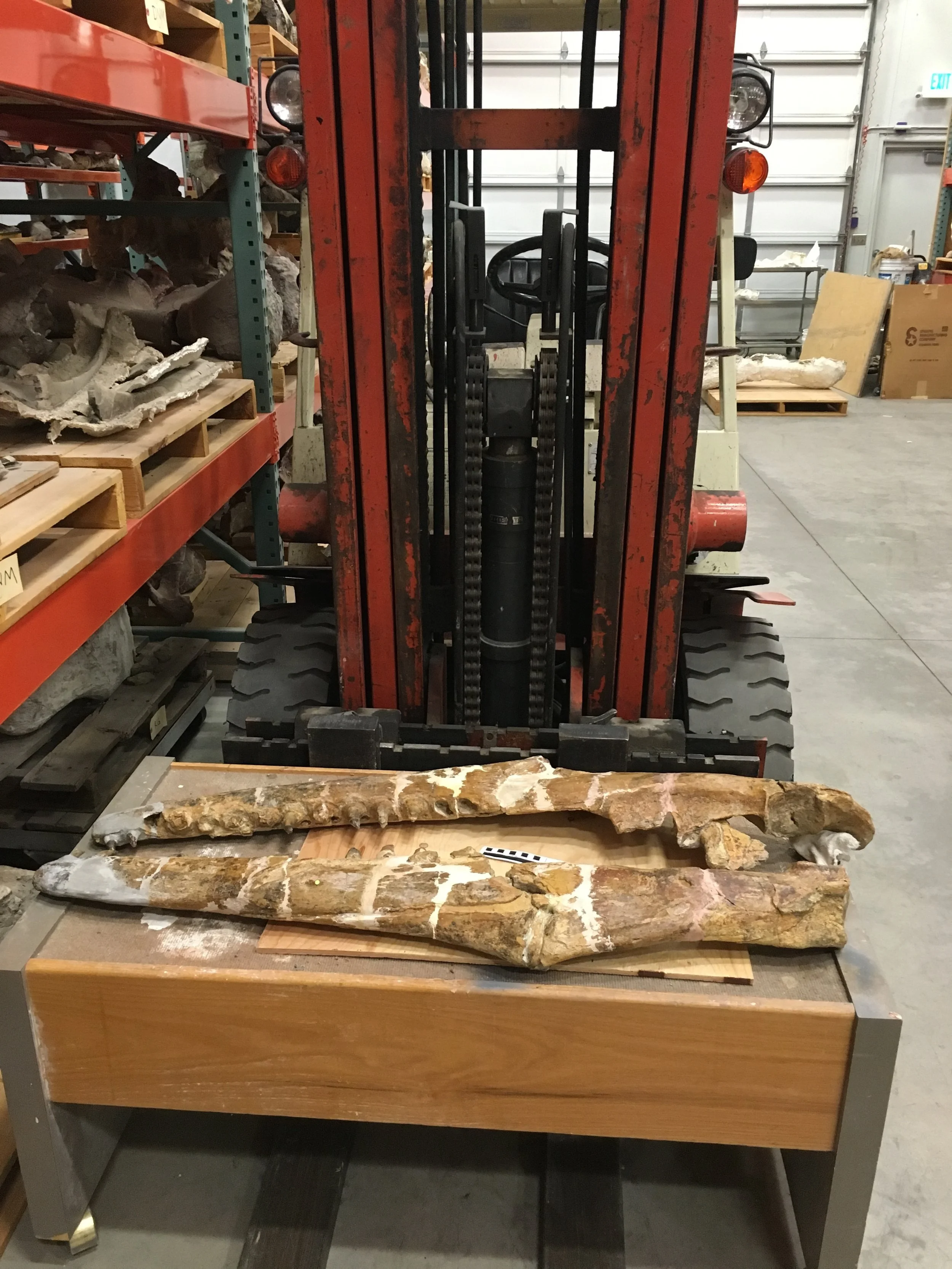 Paleontology Lecture with Joshua Lively — Community Events