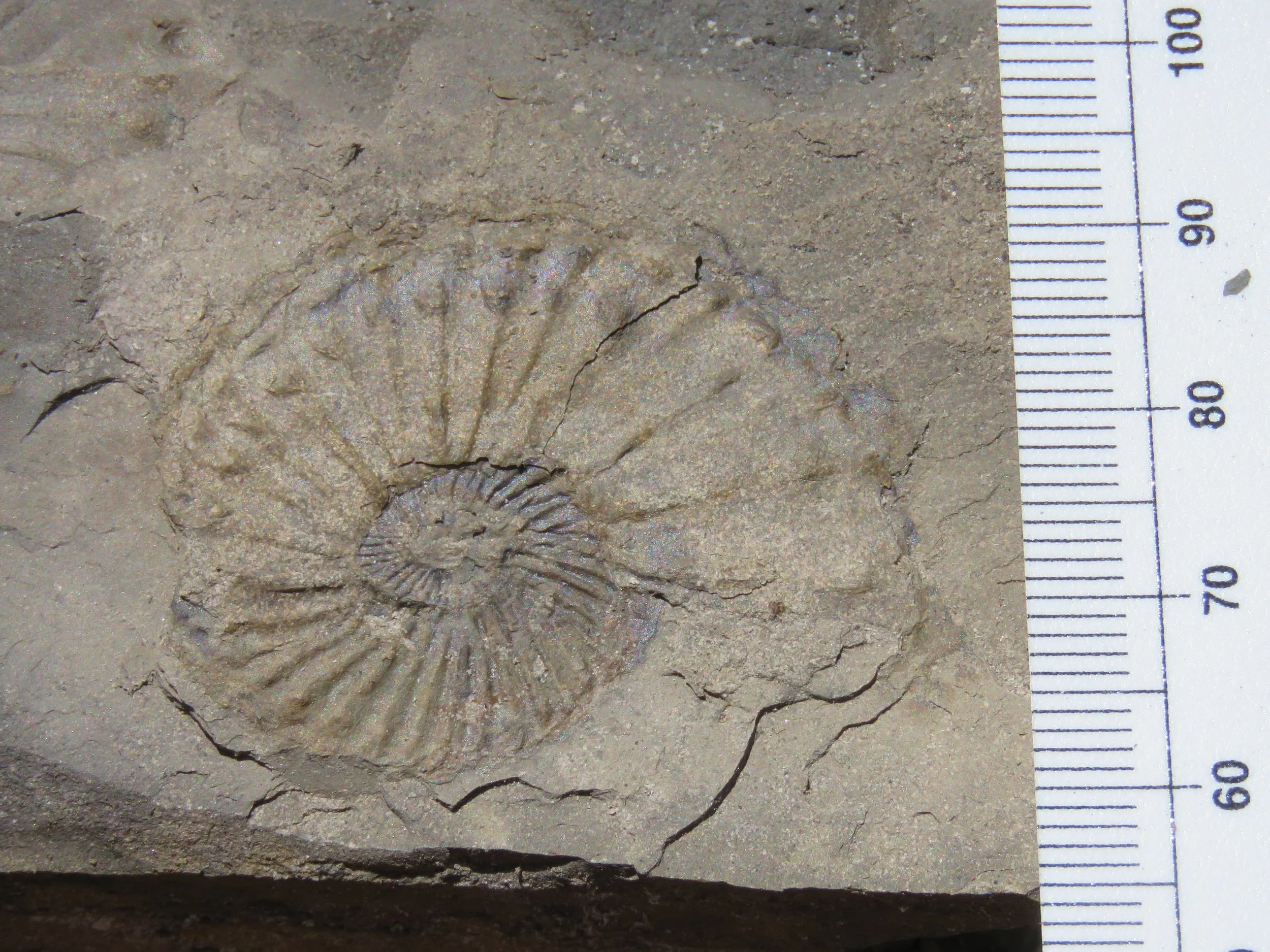  Ammonite (extinct relative of squid, octopus, and  Nautilus) , discovered this year east of Delta, CO. 