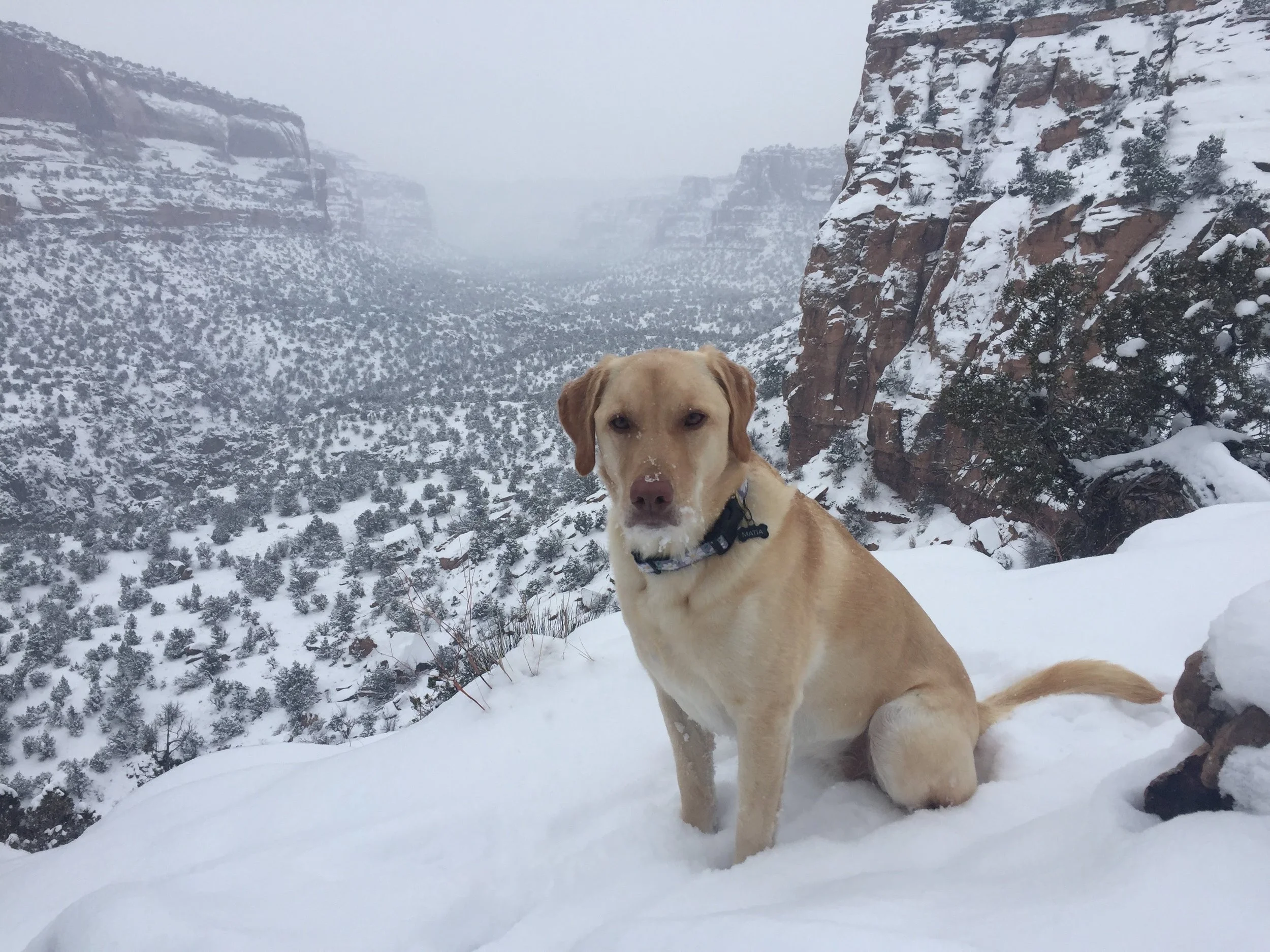 Our puppy-friendly public lands are open, snow or shine!