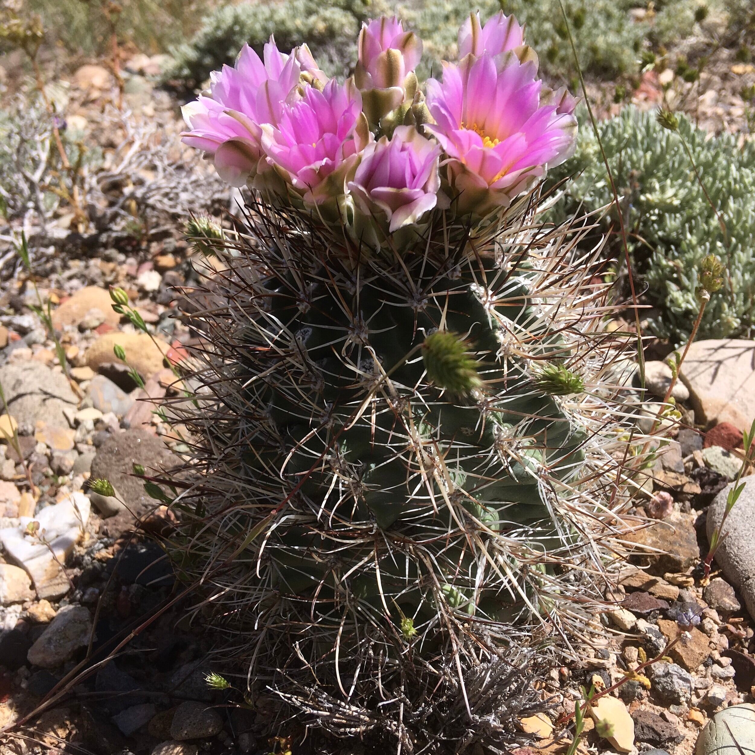 Large Colorado Hookless Cactus