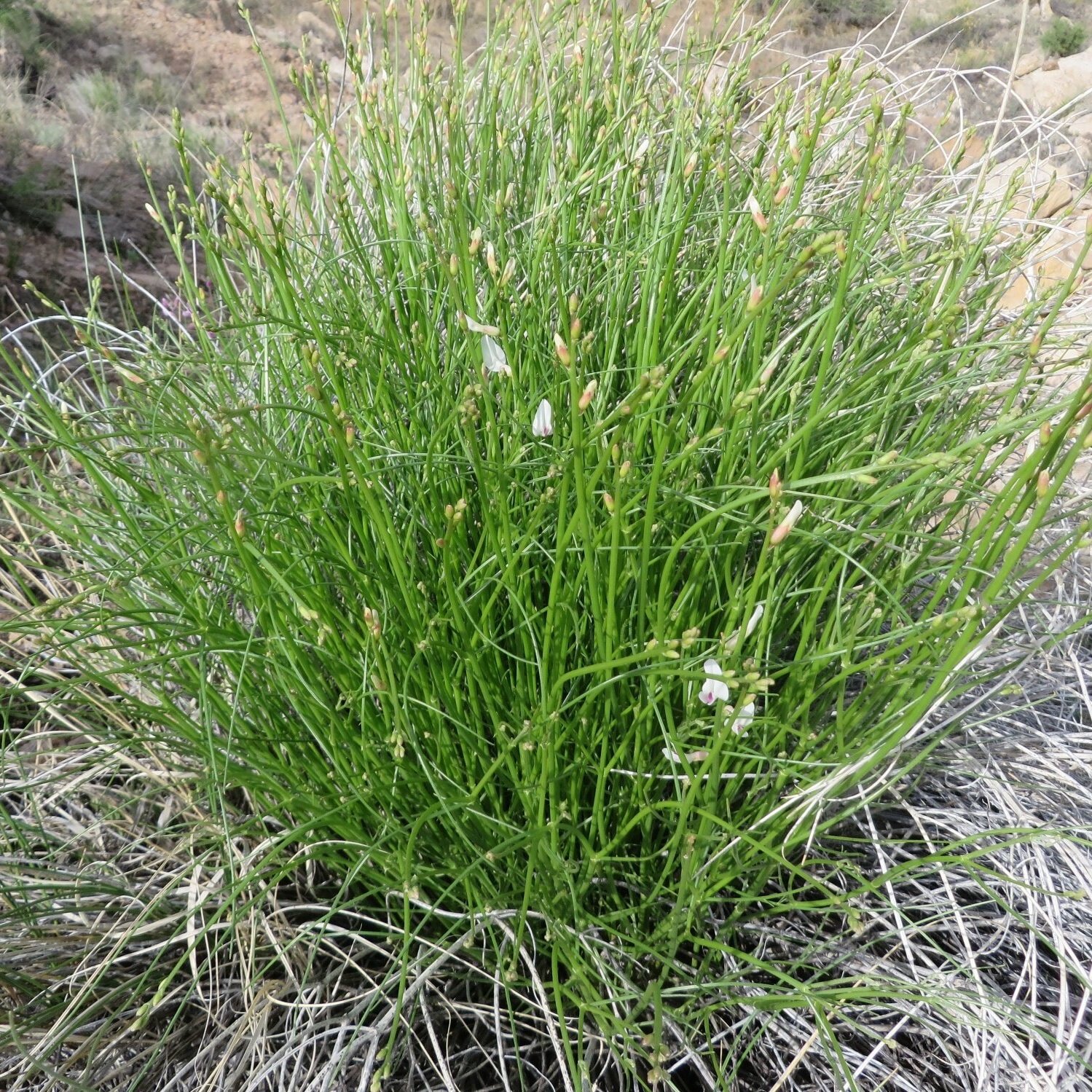 Grand Junction Milkvetch