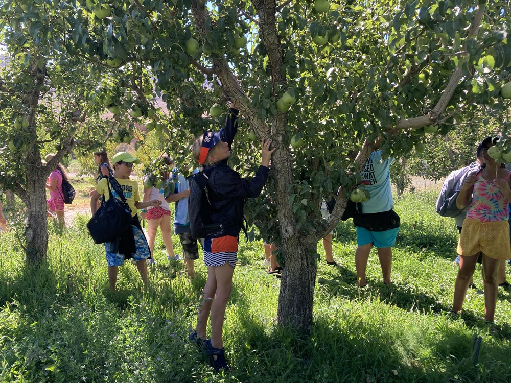  The group concluded their rafting trip at Honey Rock Landing, a beautiful orchard along the Gunnison River. The 5th graders took a farm tour to learn about the agriculture of the area - and as an added bonus got to pick their very-own fresh pear! 
