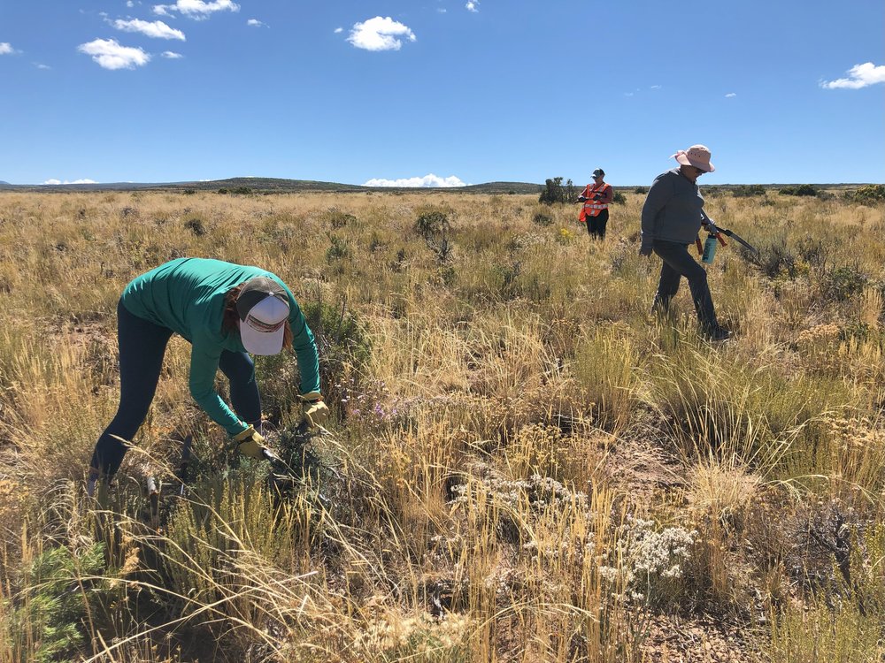 Gunnison Gorge Lop &amp; Scatter