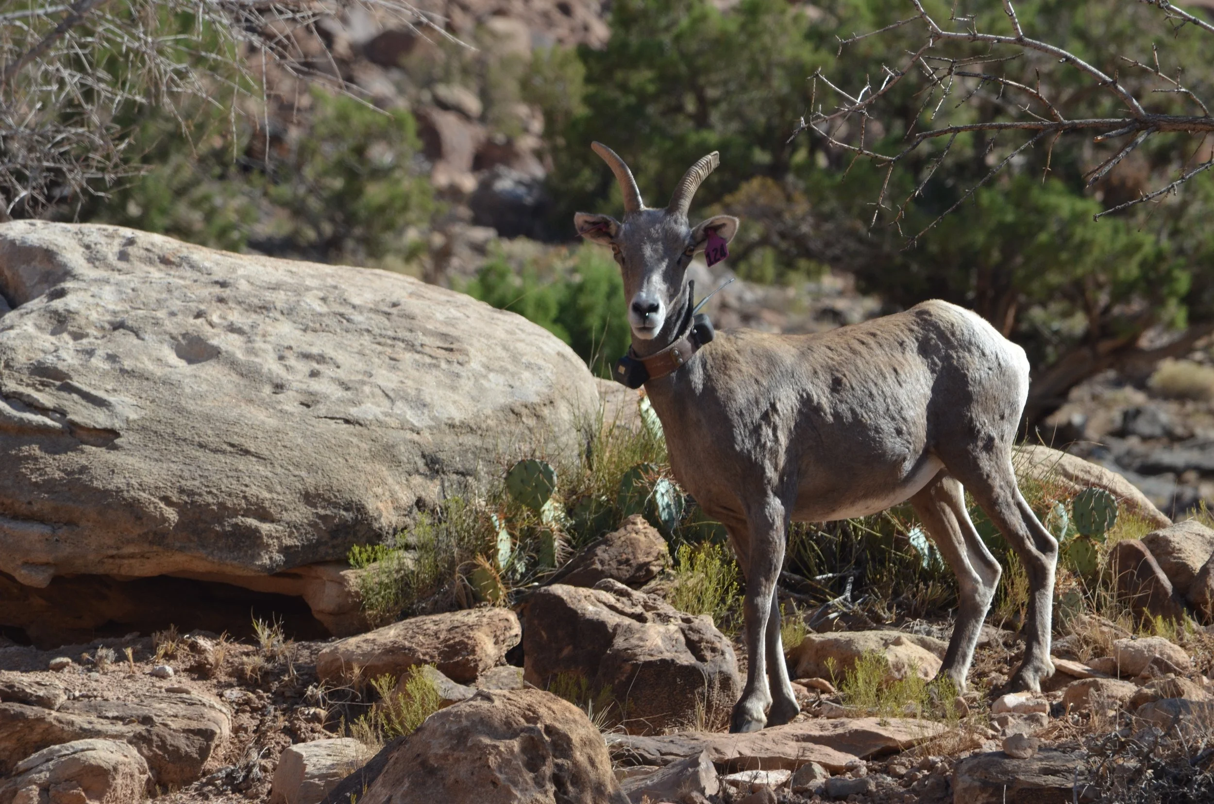 Lecture Series: Recreation Stress on Desert Bighorn Sheep