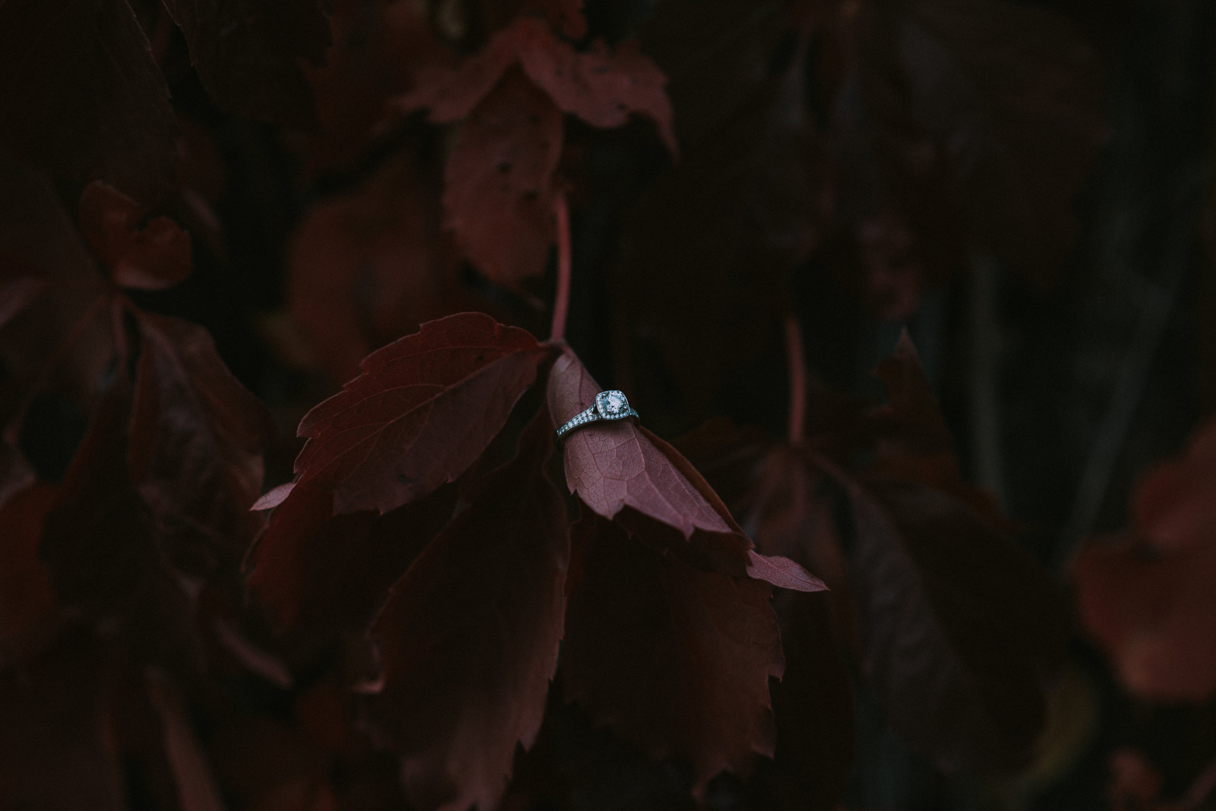 DSC_3219.jpg