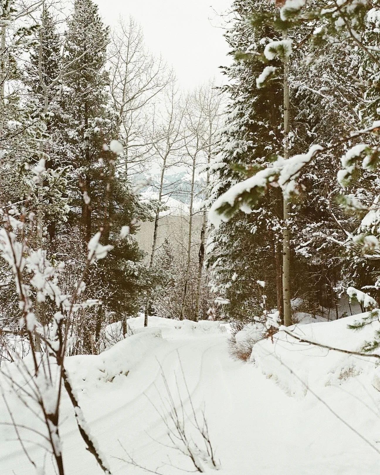 Winter makes way for spring #35mm