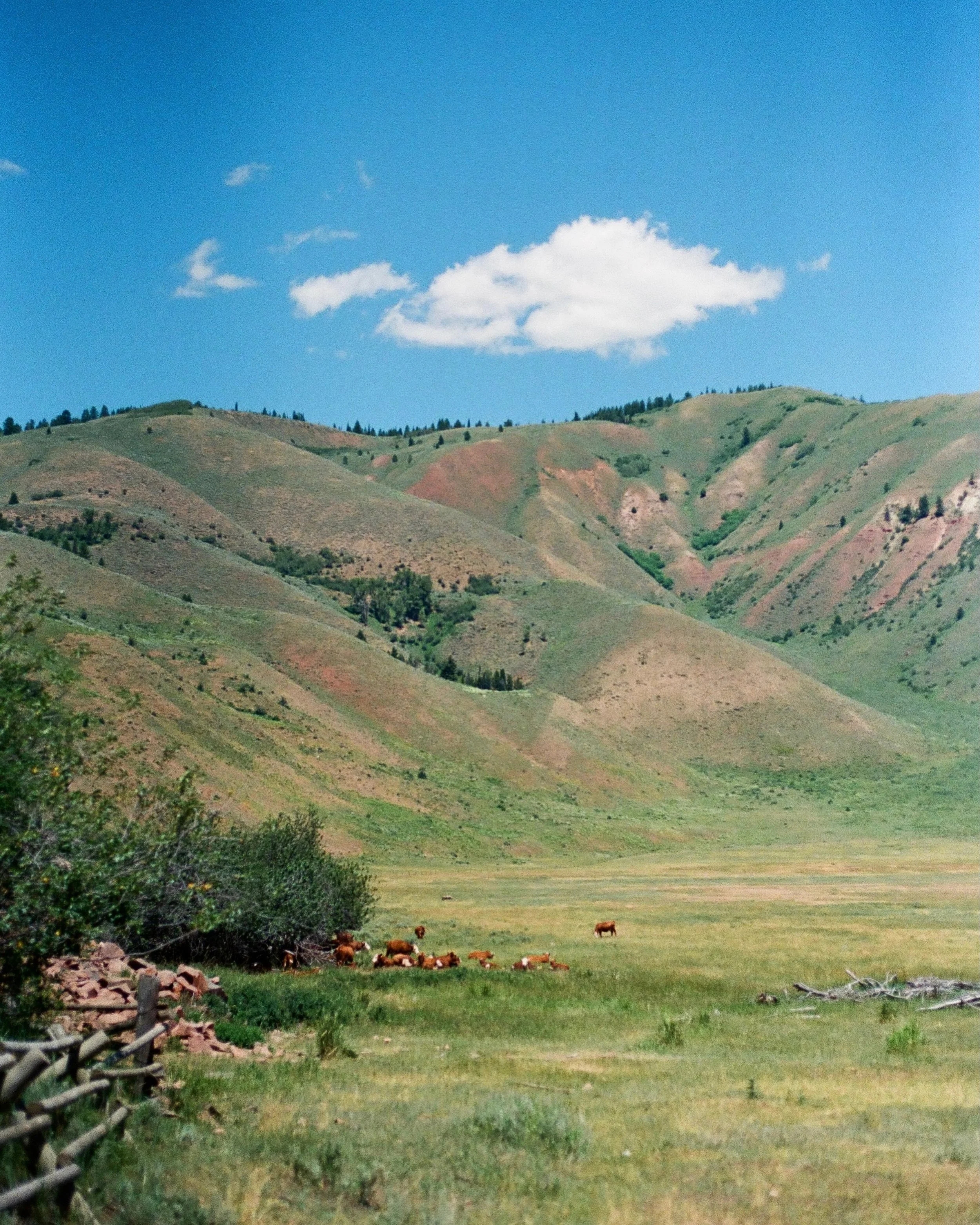 Wyo summer on 35mm