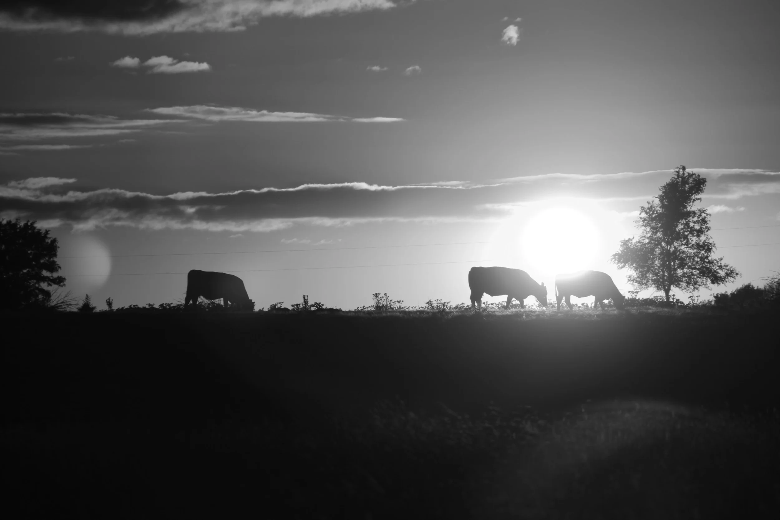 sunset-cows2.jpg