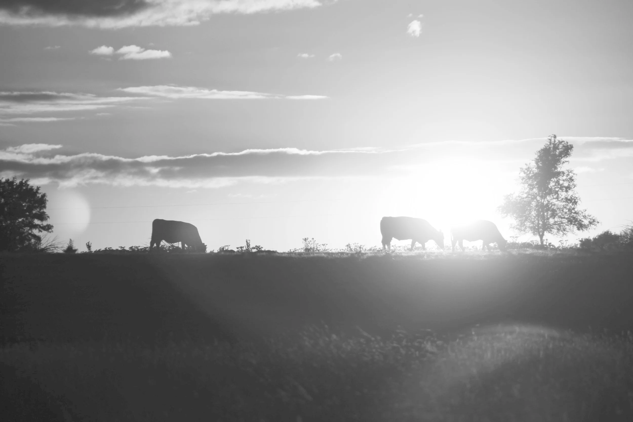 sunset-cows2.jpg